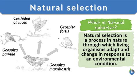 News about natural selection in action! .